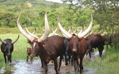 Rwandans are fraudulently crossing to DRC during the Coronavirus Pandemic